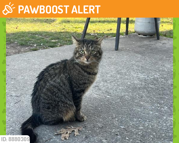 Found/Stray Female Cat last seen campground, East Greenwich Township, NJ 08061