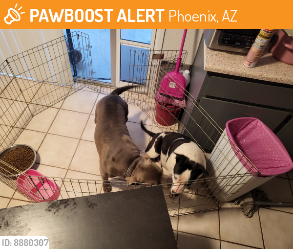 Found/Stray Unknown Dog last seen 31st ave mohawk ln, Phoenix, AZ 85053