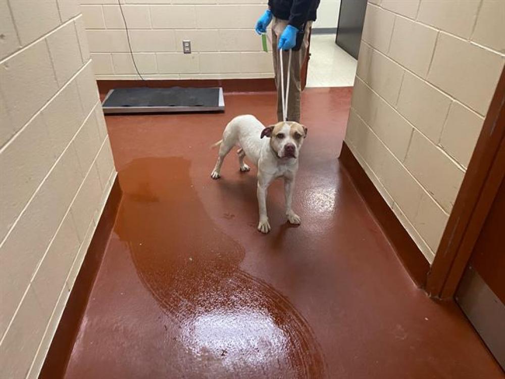 Shelter Stray Female Dog last seen 20TH/HAMPTON, West Milwaukee, WI 53215