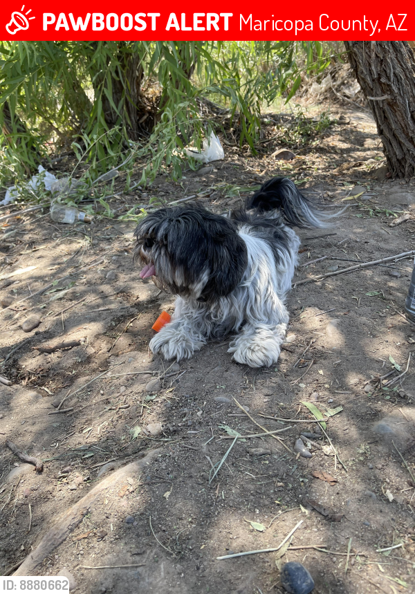 Lost Female Dog in Maricopa County, AZ 85043 Named Chabela (ID: 8880662 ...