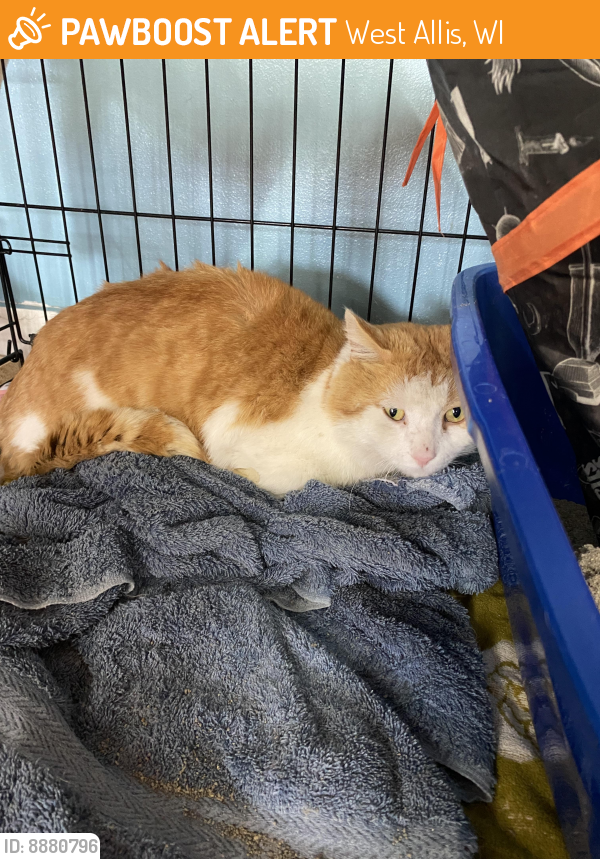 Found/Stray Male Cat last seen 78th and lapham , West Allis, WI 53214