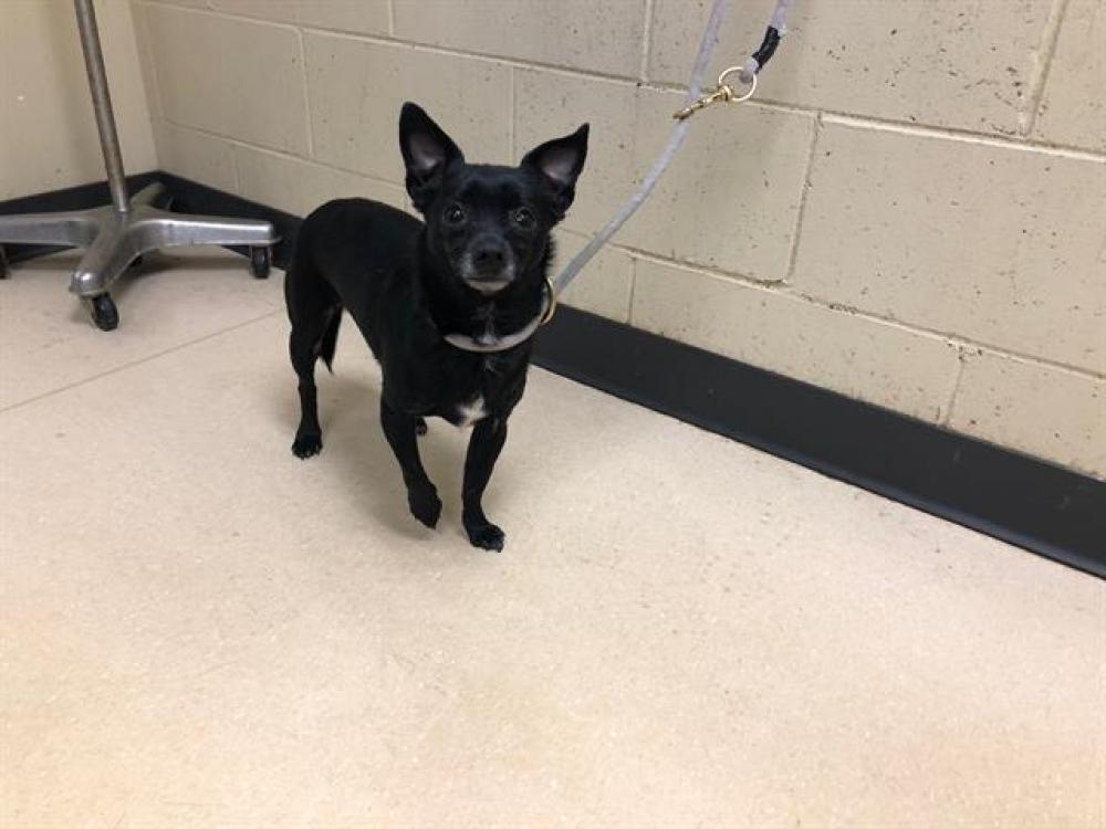 Shelter Stray Male Dog last seen Near BLOCK N OAKLAND AVE, West Milwaukee, WI 53215