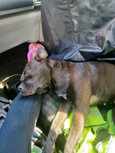 Found/Stray Female Dog last seen Chamblee Tucker Rd , DeKalb County, GA 30341