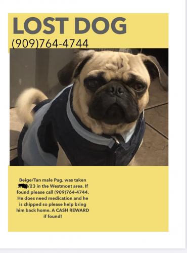 Lost Male Dog last seen Westmont , Pomona, CA 91766