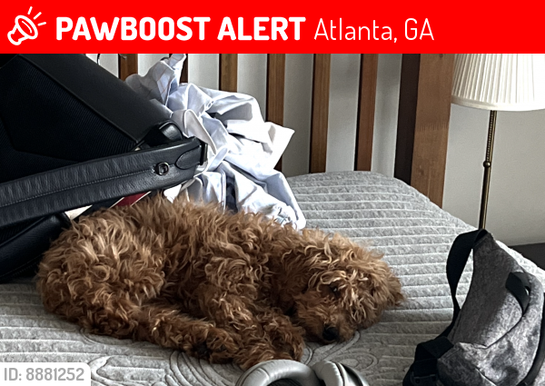 Lost Male Dog last seen Midtown, Atlanta, Atlanta, GA 30308
