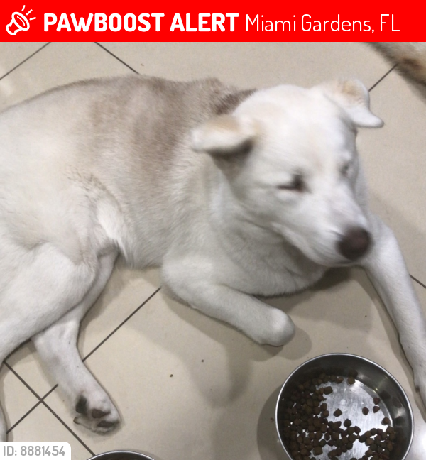 Lost Male Dog last seen 171st st , Miami Gardens, FL 33055