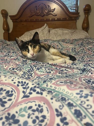 Found/Stray Female Cat last seen Near street 13 ave , Hialeah, FL 33014