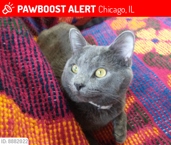 Lost Male Cat last seen Concord pl and Lamont ave, Chicago, IL 60639