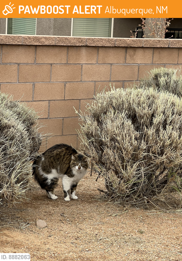 Found/Stray Unknown Cat last seen Walking path @ end of Morrissey st at Dennis Chavez Blvd, Albuquerque, NM 87121