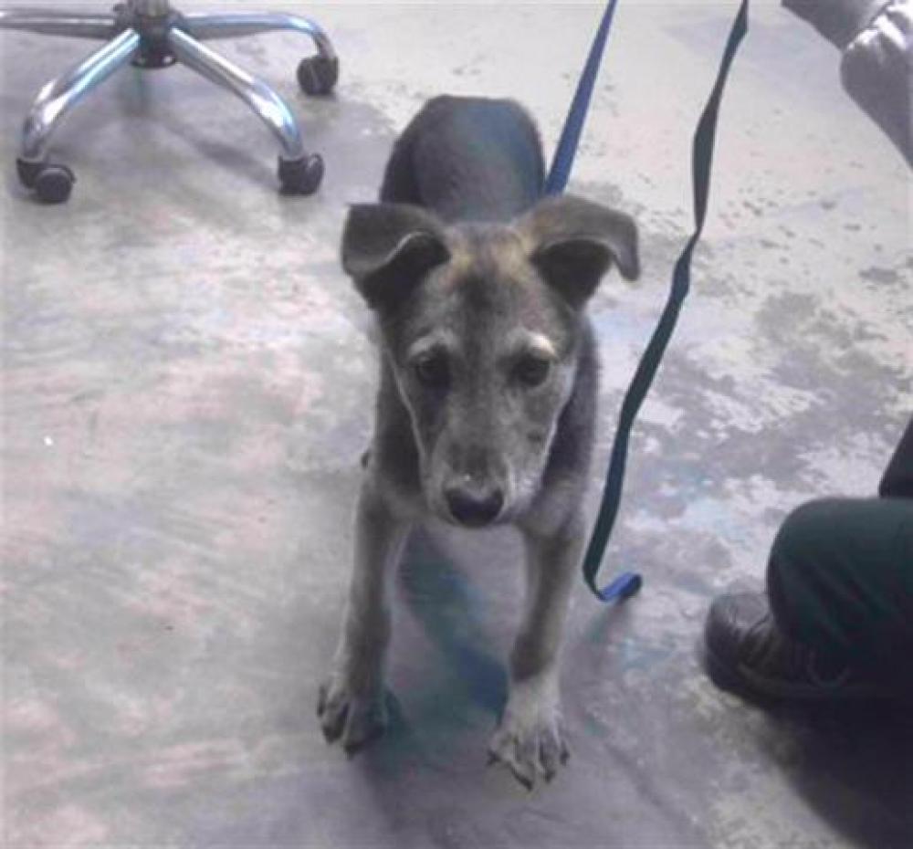 Shelter Stray Male Dog last seen Near BLOCK GREENLEAF DR, TALLAHASSEE FL 32305, Tallahassee, FL 32311