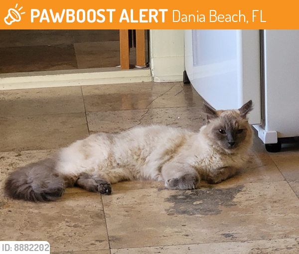 Surrendered Female Cat last seen SE Dania Beach , Dania Beach, FL 33004