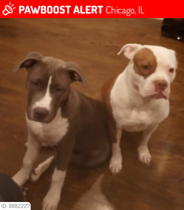 Lost Female Dog last seen On 93rd and justine, Chicago, IL 60620