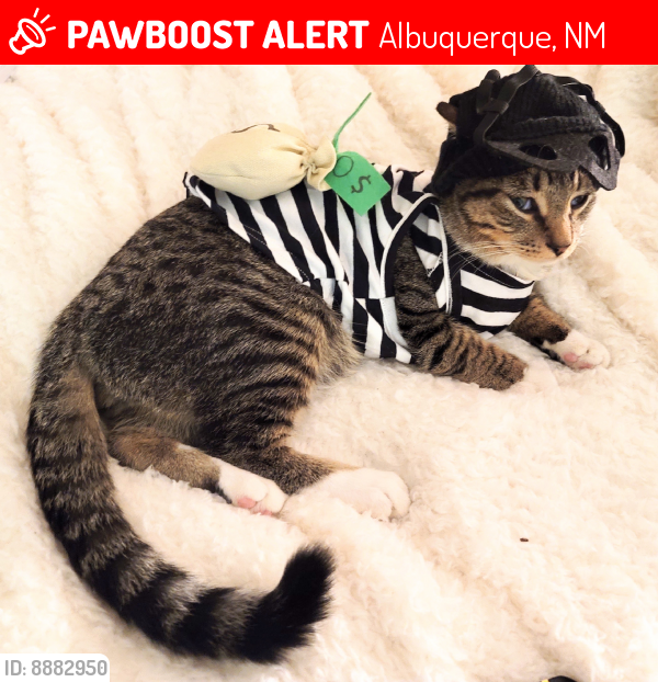 Lost Male Cat last seen Utah ST NE and Copper ST NE, Albuquerque, NM 87108