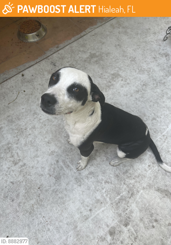 Found/Stray Female Dog last seen W 65 Street and 4th Ave, Hialeah, FL 33013