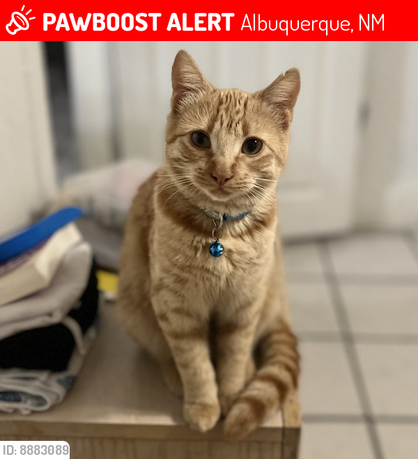 Lost Male Cat last seen West Mesa High School , Albuquerque, NM 87105
