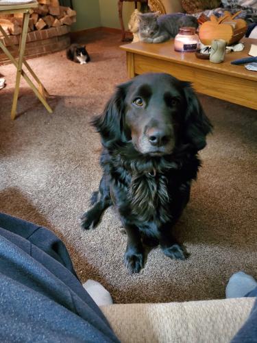 Lost Male Dog last seen State Route 218 and Raccoon Road, Clay Township, OH 45631