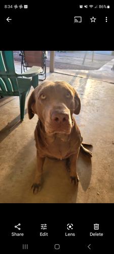 Lost Female Dog last seen Alma School & Galveston , Chandler, AZ 85225