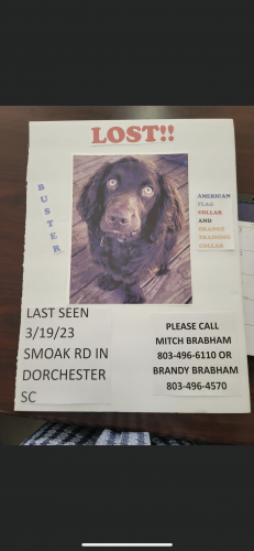 Lost Male Dog last seen sandridge road dorchester sc, Dorchester, SC 29437