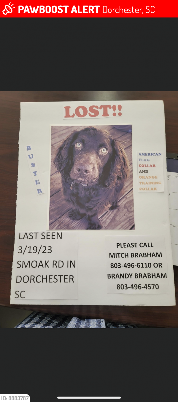 Lost Male Dog last seen sandridge road dorchester sc, Dorchester, SC 29437