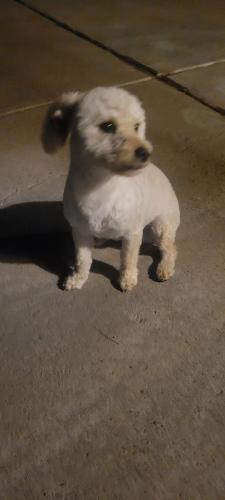 Found/Stray Male Dog last seen Rio bravo and 2nd street, South Valley, NM 87105