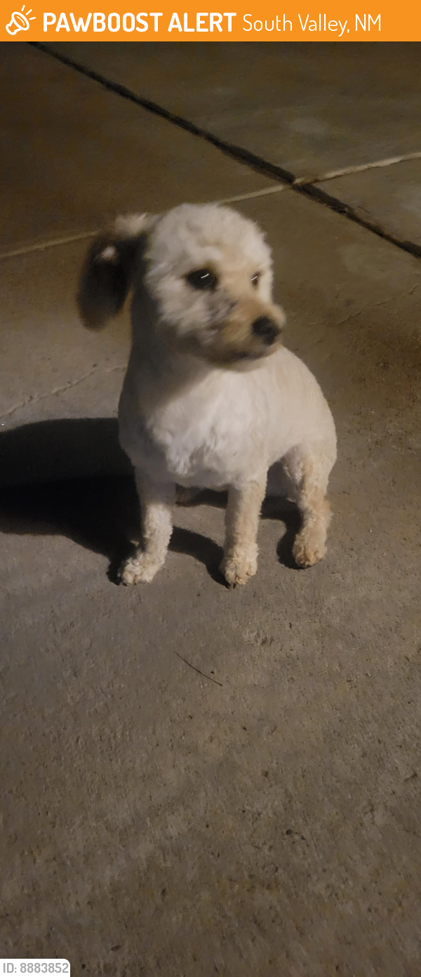 Found/Stray Male Dog last seen Rio bravo and 2nd street, South Valley, NM 87105