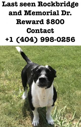 Lost Male Dog last seen Rockbridge and Memorial Dr., Stone Mountain, GA 30083