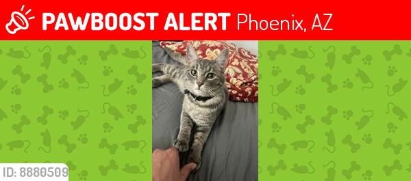 Lost Male Cat last seen North 14th Dr and West Dunlap - PHX, Phoenix, AZ 85021