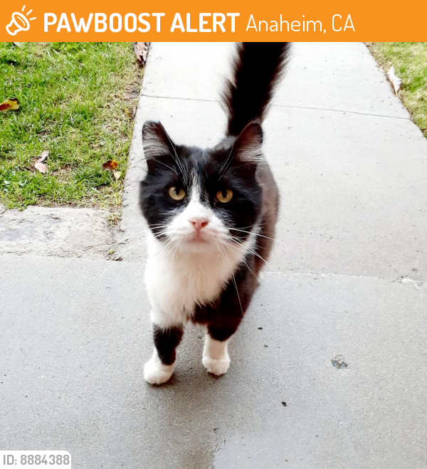 Found/Stray Unknown Cat last seen Anaheim, near N. Loara and Catalpa , Anaheim, CA 92801