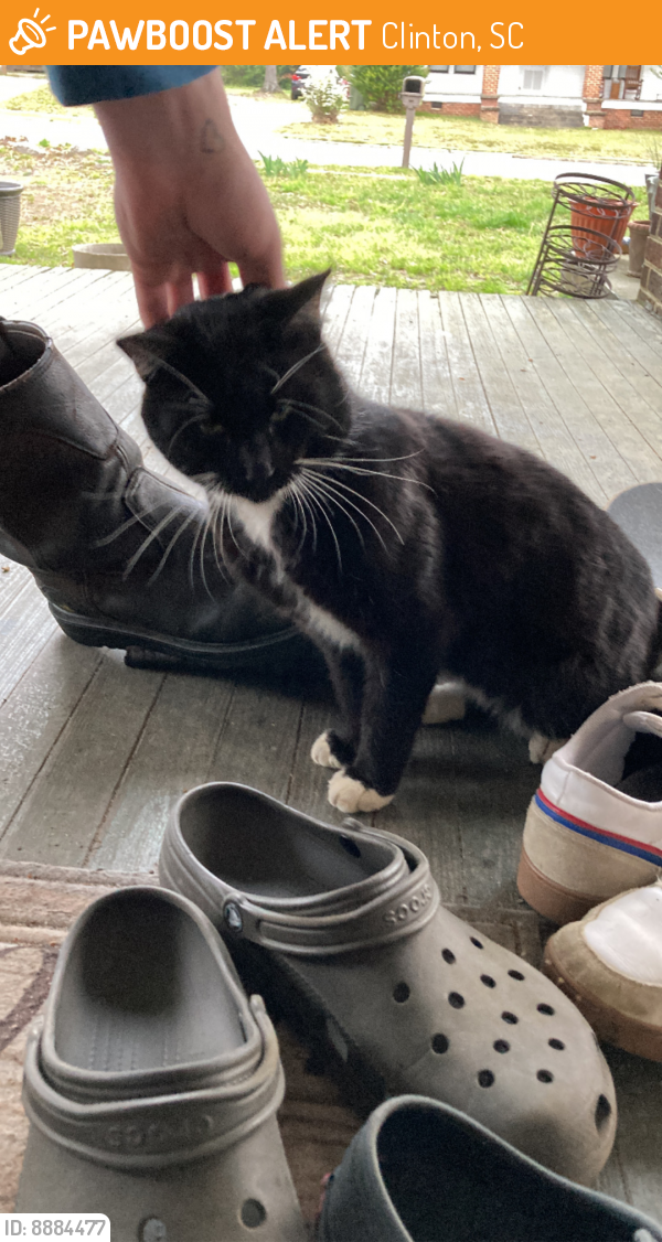 Found/Stray Unknown Cat last seen North adair street and Shands street, Clinton, SC 29325