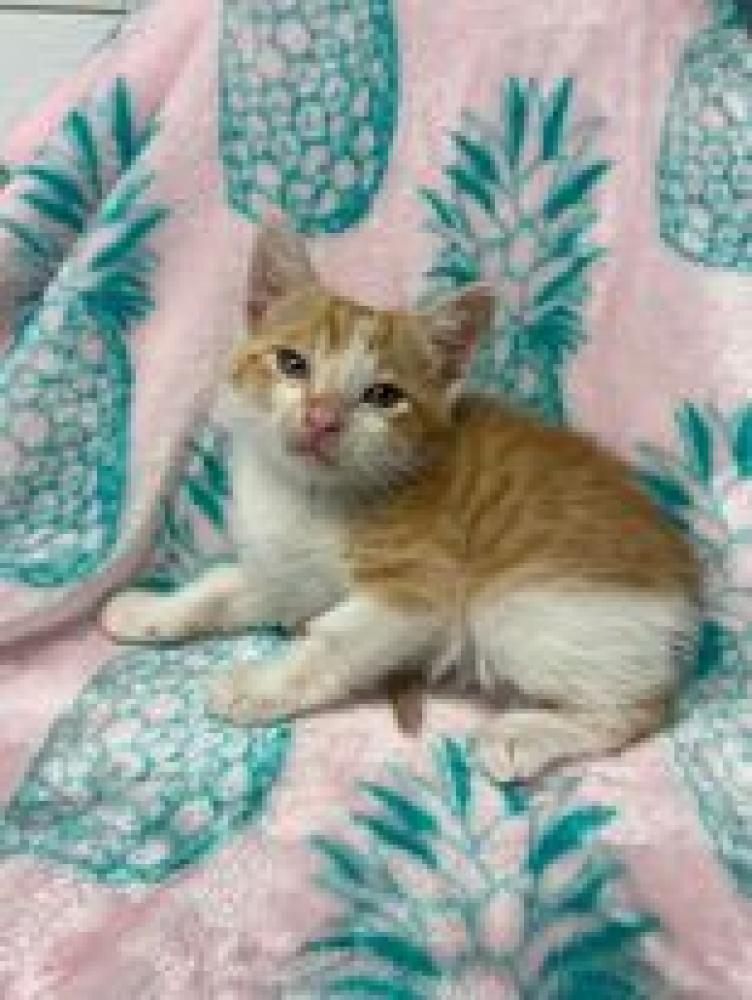Shelter Stray Male Cat last seen Alvarado, TX 76009, Alvarado, TX 76009