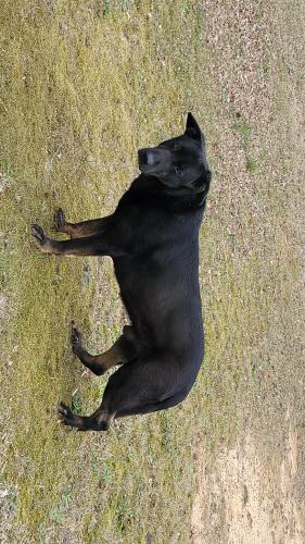 Found/Stray Male Dog last seen Woolsey ests Subdivision, Henry County, GA 30228