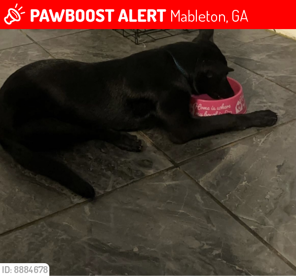Lost Female Dog last seen James Rd off of Veterans Memorial , Mableton, GA 30126