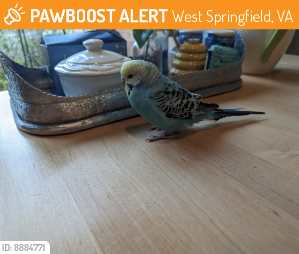 Found/Stray Unknown Bird last seen Greeley Blvd , West Springfield, VA 22152