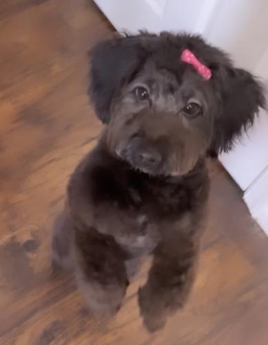 Lost Female Dog last seen Park Heights, Arbutus, St Charles, West Belvedere , Baltimore, MD 21215