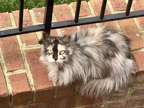 Found/Stray Unknown Cat last seen Oak Field Court & Rolling Road/Saratoga, Newington, VA 22315