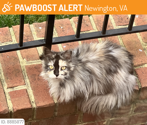 Found/Stray Unknown Cat last seen Oak Field Court & Rolling Road/Saratoga, Newington, VA 22315