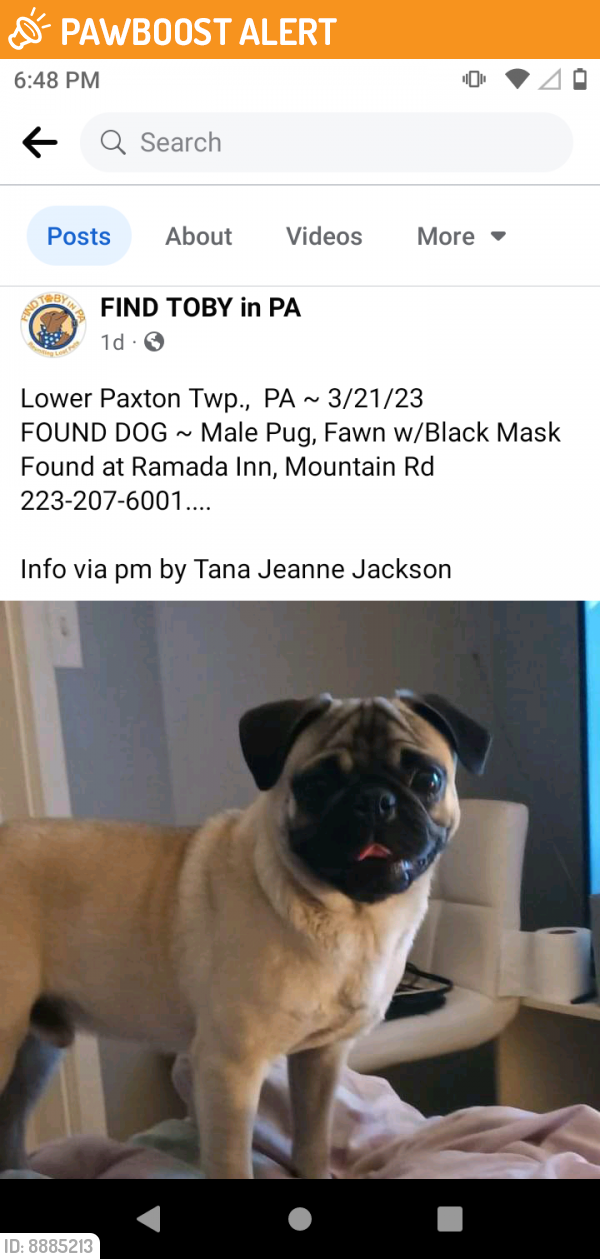 Found/Stray Male Dog last seen Mountain road , Cherokee County, GA 30188