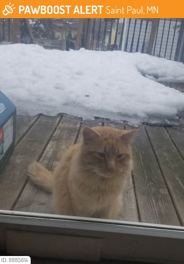 Found/Stray Unknown Cat last seen Iowa Ave and Edgerton St, Saint Paul, MN 55130