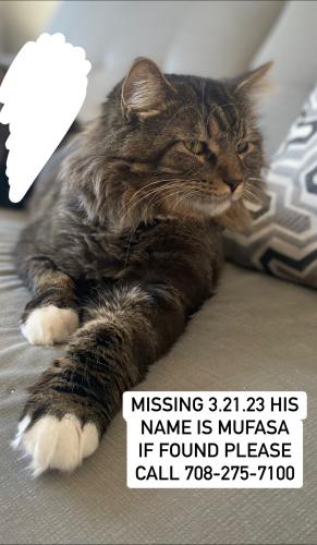 Lost Male Cat last seen 107th and Kean Ave, Palos Hills, IL 60465