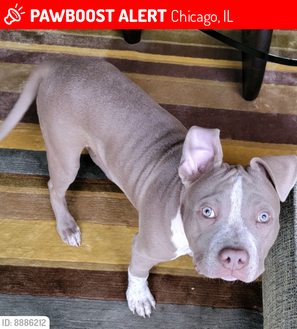 Lost Male Dog last seen albany and warren, Chicago, IL 60612