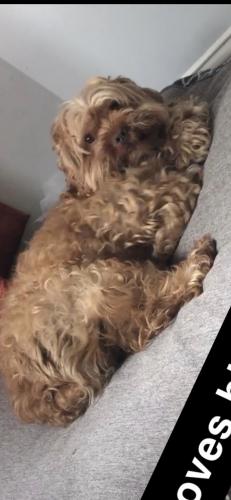 Lost Male Dog last seen North Ave and Himan Ave, Chicago, IL 60651