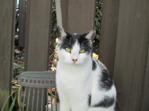 Lost Male Cat last seen Tree Creek cndmniums near Brockett Pub. Believe was frightened away by oversized vehicles working near his . Last seen in front of his  prior to vehicles' arrival.. , Clarkston, GA 30021