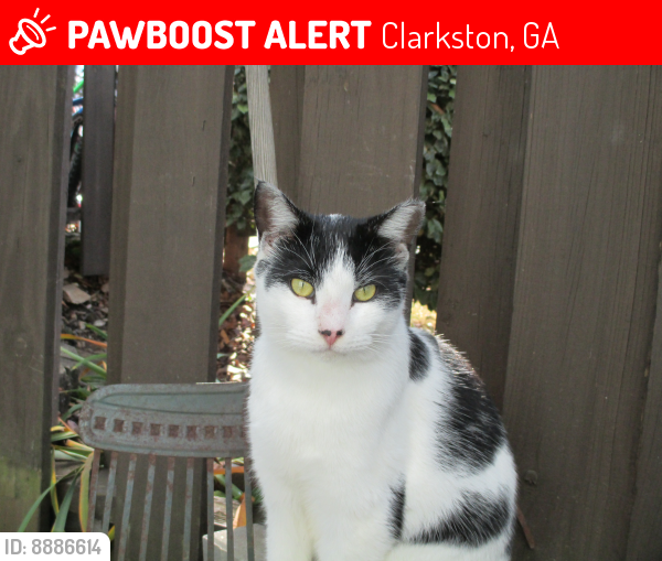 Lost Male Cat last seen Tree Creek cndmniums near Brockett Pub. Believe was frightened away by oversized vehicles working near his . Last seen in front of his  prior to vehicles' arrival.. , Clarkston, GA 30021