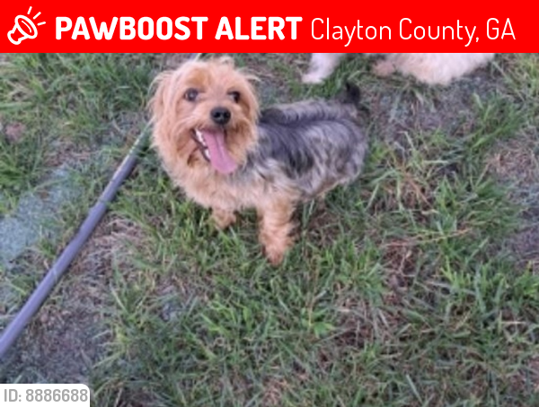 Lost Male Dog last seen Creekwood and Homewood dr, Clayton County, GA 30274