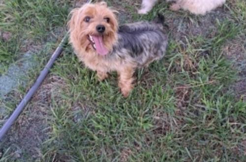 Lost Male Dog last seen Creekwood and Homewood dr, Clayton County, GA 30274