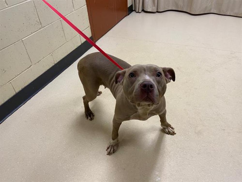 Shelter Stray Female Dog last seen Near BLOCK N 108TH CT, West Milwaukee, WI 53215