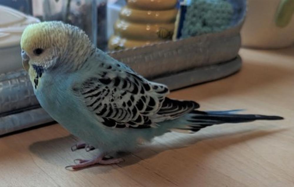 Shelter Stray Unknown Parakeet (budgie) last seen Springfield, VA, 22152, Carrleigh Pkwy, Fairfax County, VA, Fairfax, VA 22032
