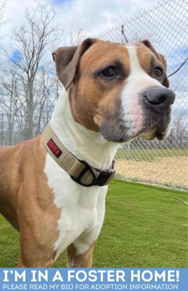 Shelter Stray Male Dog last seen Clifton Park, 21213, MD, Baltimore, MD 21230