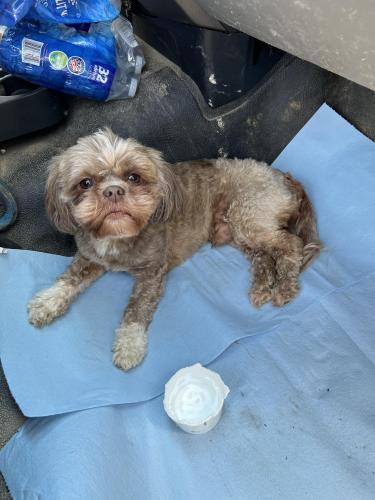 Found/Stray Male Dog last seen Decker Blvd. , Columbia, SC 29206