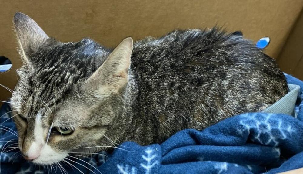 Shelter Stray Female Cat last seen Filmore Avenue, BROOKLYN, NY, 11229, New York, NY 11208